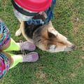 twohappyrescuemutts @twohappyrescuemutts profile image