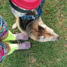 twohappyrescuemutts