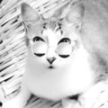 indiandrade @indiandrade profile image