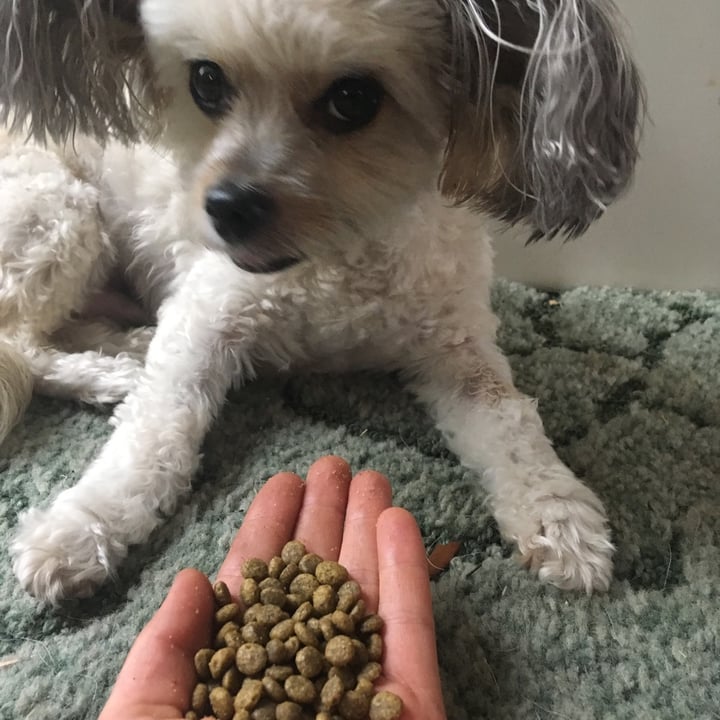 photo of v-dog v-dog kind kibble mini bites 4.5 LB bag shared by @bunkerking37 on  29 Apr 2020 - review