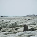 flimsypaperseagulls @flimsypaperseagulls profile image