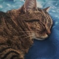 cleta @cleta profile image