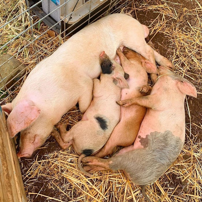 Four pigs cuddling