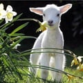 mikey123 @mikey123 profile image