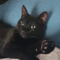 marcotorlasco @marcotorlasco profile image