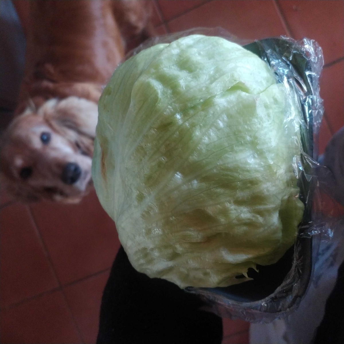 Pick n Pay Crisp Lettuce Reviews abillion