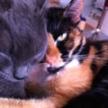 lisandre @lisandre profile image