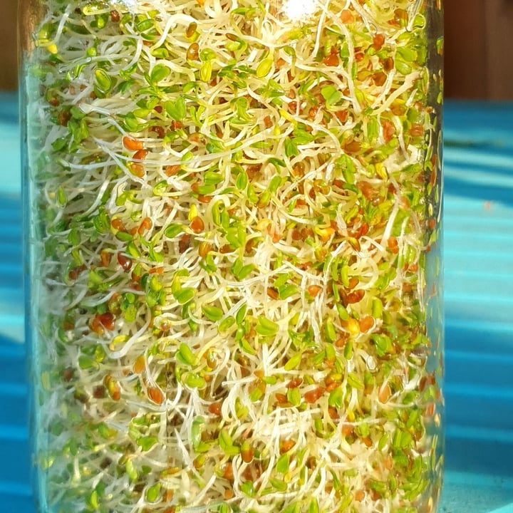 review photo of Mumm’s Sprouting Seeds Alfalfa shared by @ameliebenjelloun on 26 Sep 2022 - review