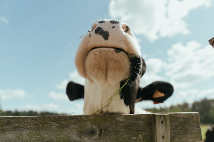 cow enjoying the sun