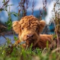 @cows profile image