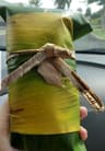 Moku Roots