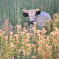 clarythevegetable @clarythevegetable profile image