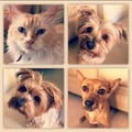 vegananyi @vegananyi profile image