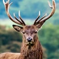 ednabio @ednabio profile image