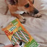 Fun pet & pop