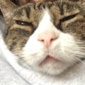 framiche17 @framiche17 profile image