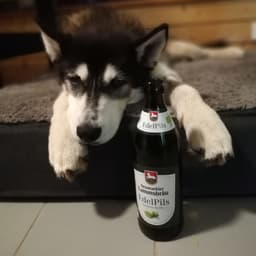 Lammsbräu