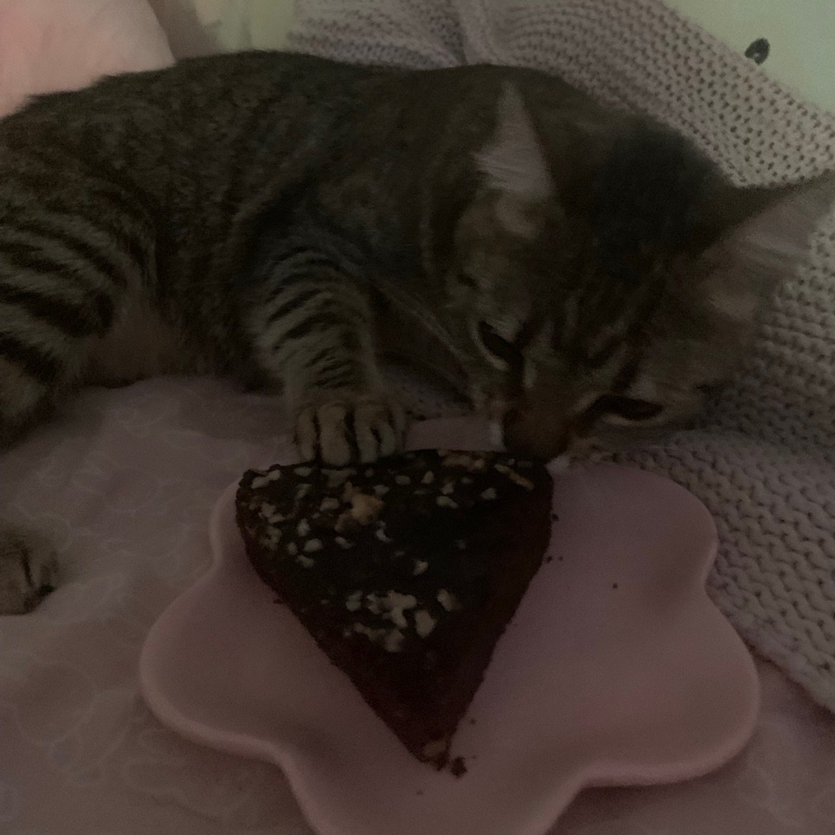 Tip Top Ice Cream Vegan Chocolate Cake Reviews abillion