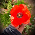 tanjawood @tanjawood profile image