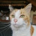 theresaade @theresaade profile image