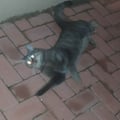 noga @noga profile image