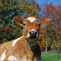 @lena2 profile image