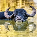 crittercreekfs @crittercreekfs profile image