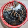 bigfatnyancat @bigfatnyancat profile image