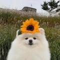 sherpug @sherpug profile image