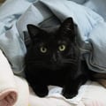 lapaola @lapaola profile image