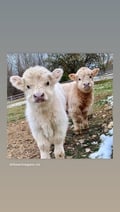 dlyubner @dlyubner profile image