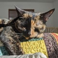 prismaticpattern @prismaticpattern profile image