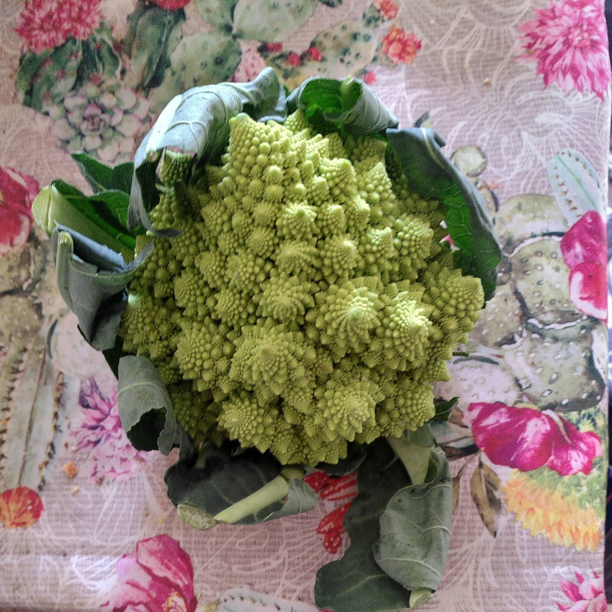cavolo romanesco pentola a pressione