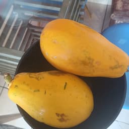 Mamão
