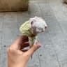 Gelateria Baguttino