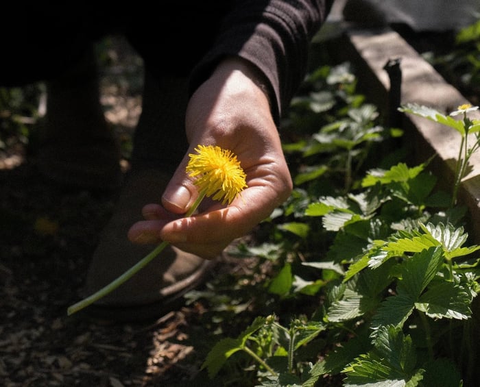 picking dandelions