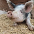 fredoomfortheanimals @fredoomfortheanimals profile image