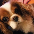 lacry @lacry profile image