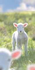 veggieoty @veggieoty profile image