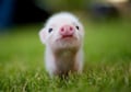 veganvalencia @veganvalencia profile image