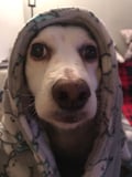macchia @macchia profile image