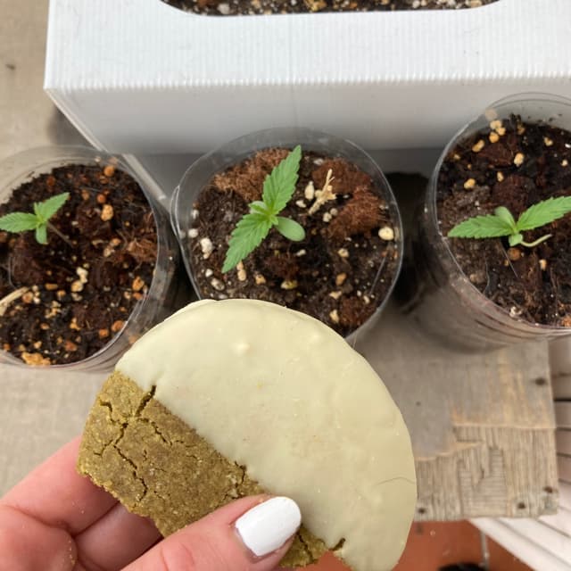Photo of the dish “Galleta de te macha & chocolate blanco”