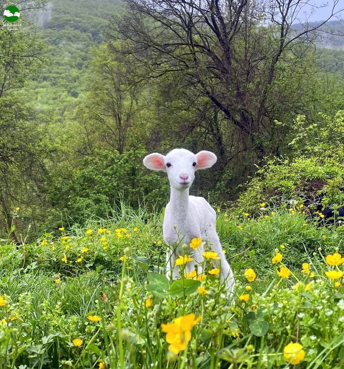 baby lamb standing in a garden with yellow flowers