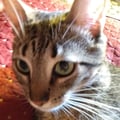 @almendrasol profile image