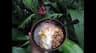 Bodhi Tree Yoga Resort