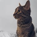 rebecabg @rebecabg profile image