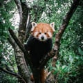 @pandalove profile image