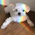 @iararamos profile image
