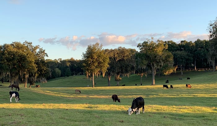 Critter Creek Sanctuary