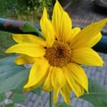 miriamdalforno @miriamdalforno profile image